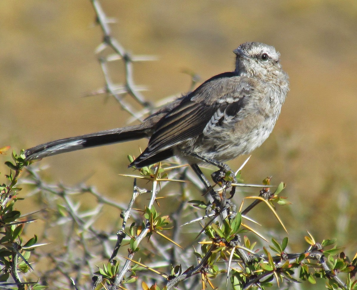 Patagonian Mockingbird - Hugo Hulsberg