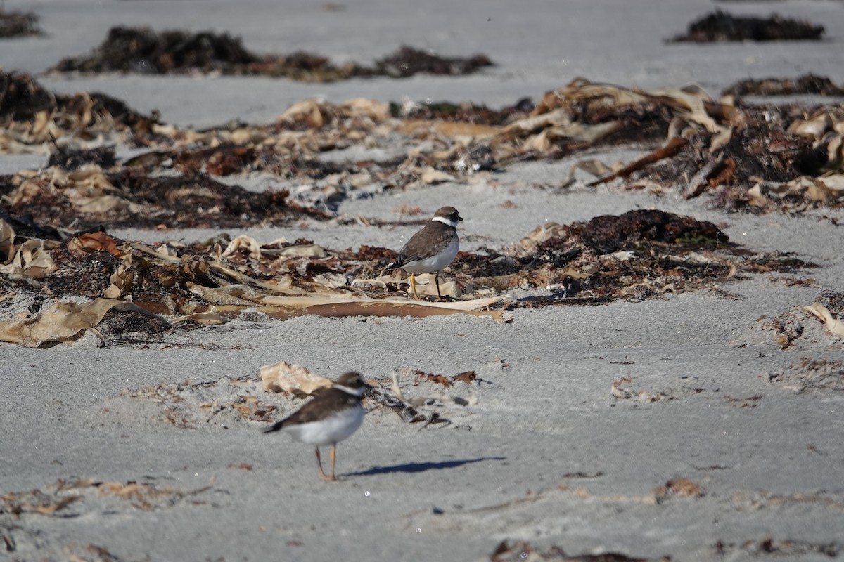 Semipalmated Plover - ML122003591