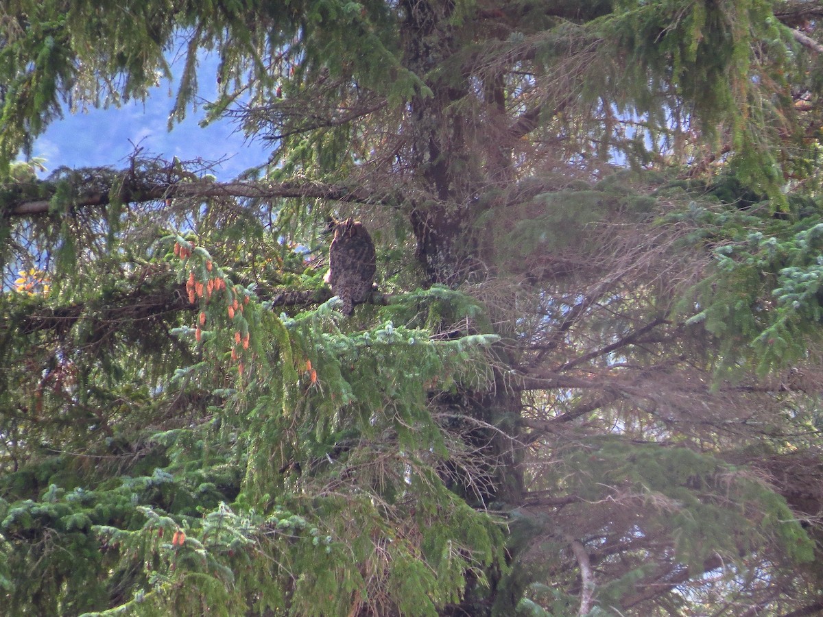 Great Horned Owl - ML122008391