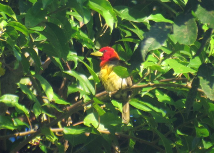 Scarlet-hooded Barbet - Andre Moncrieff