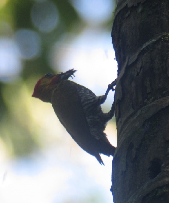 White-throated Woodpecker - Andre Moncrieff