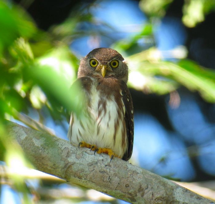 Amazonian Pygmy-Owl - ML122009281