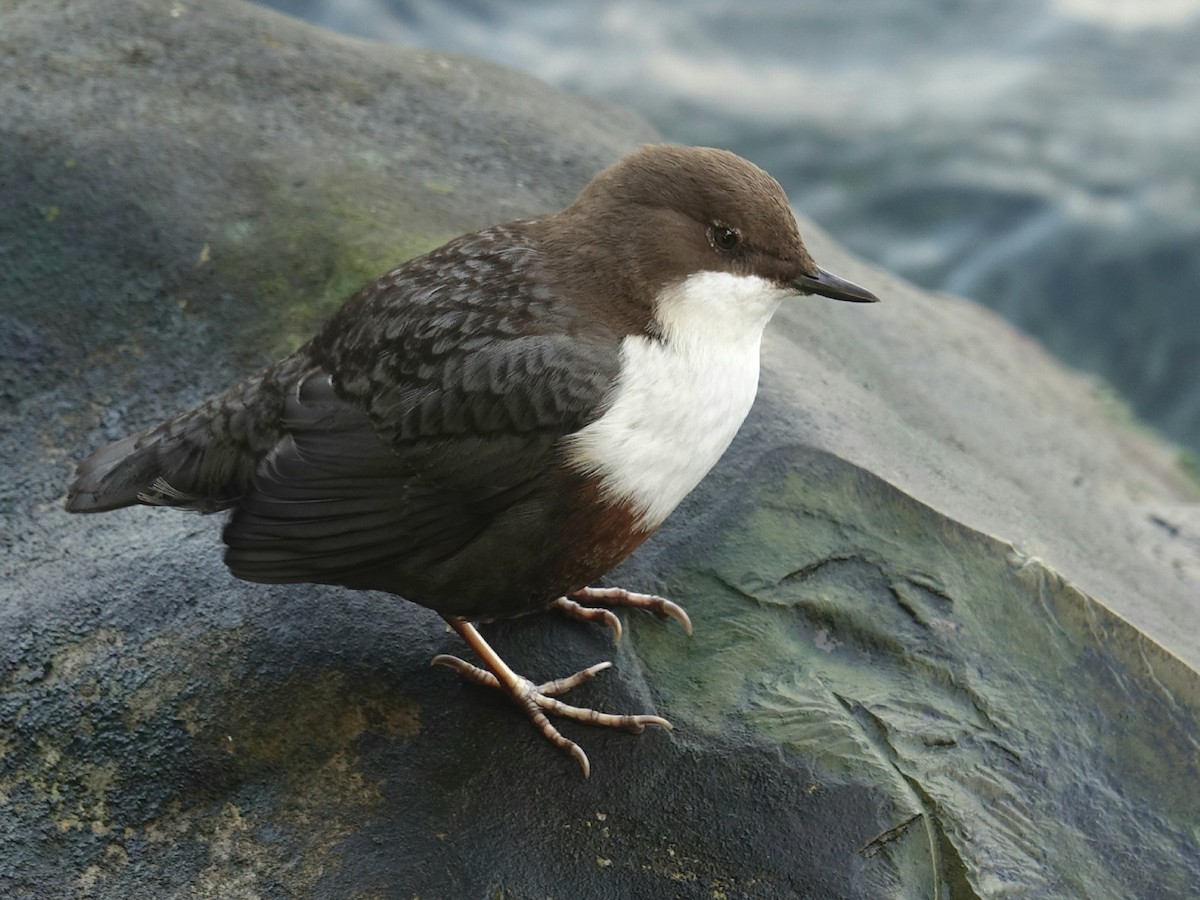 White-throated Dipper - Stéphane  Thomin