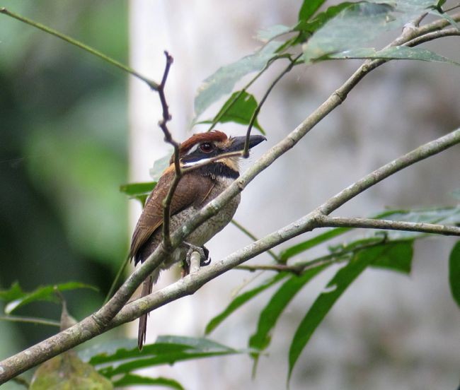Chestnut-capped Puffbird - Andre Moncrieff