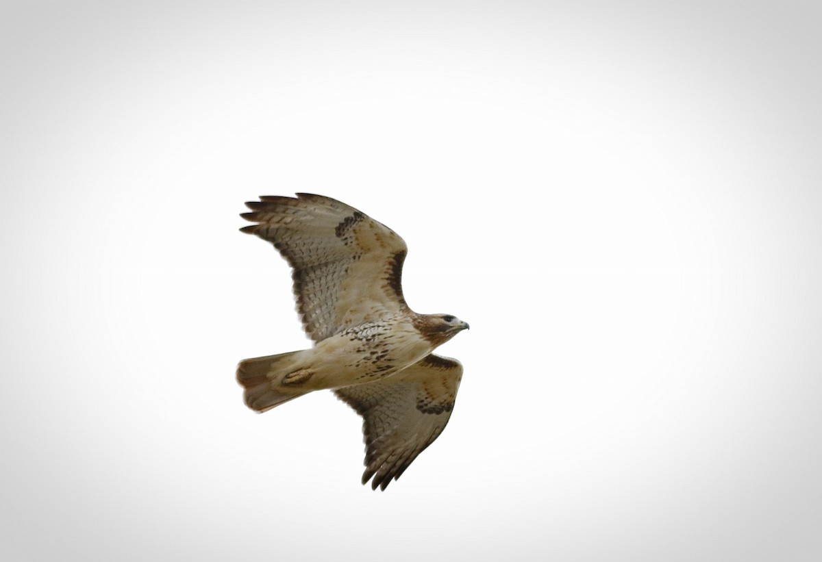 Red-tailed Hawk - Phillip Odum