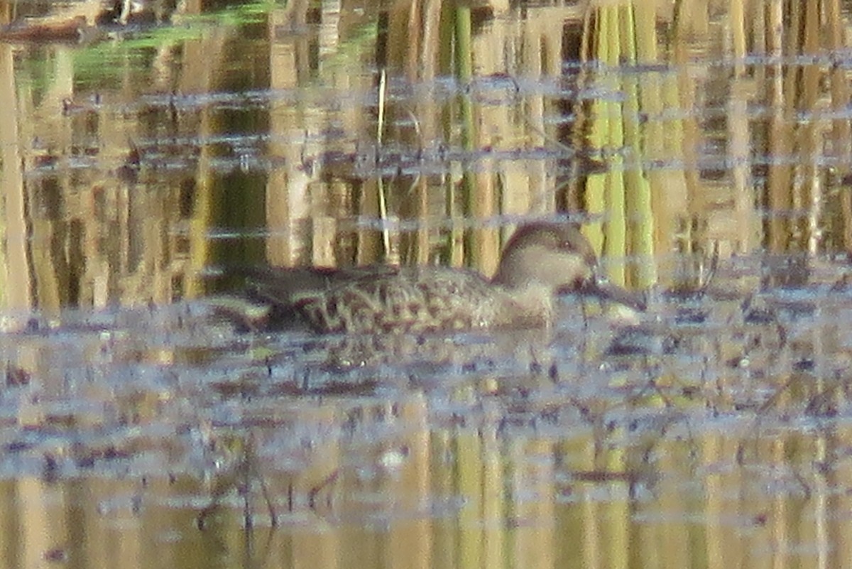 Green-winged Teal - ML122017311
