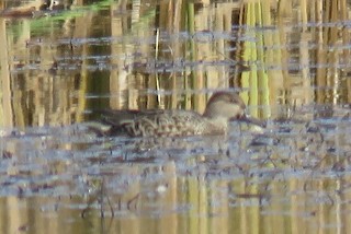 Green-winged Teal, ML122017311