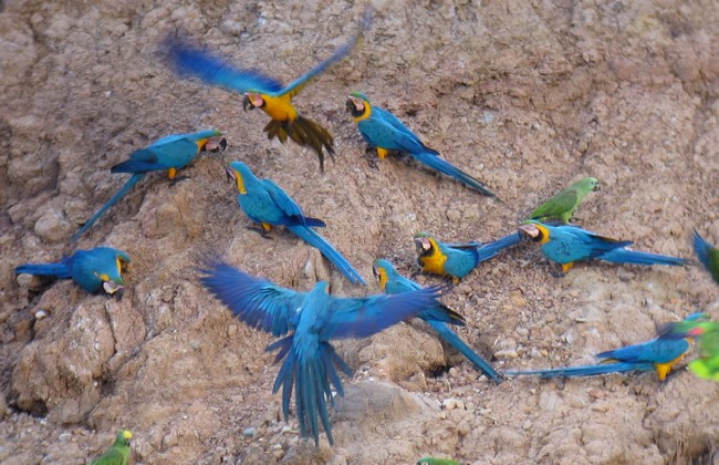 Blue-and-yellow Macaw - Andre Moncrieff