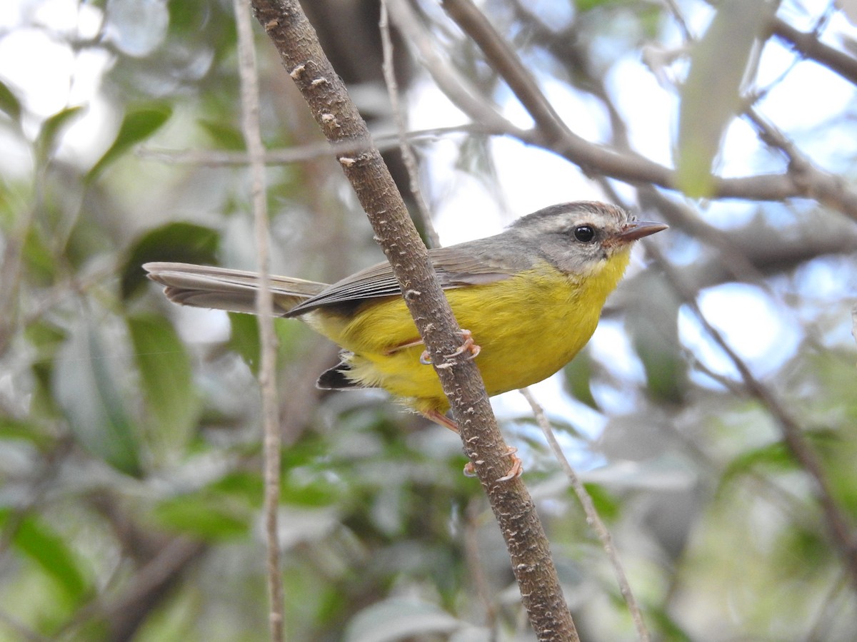 Golden-crowned Warbler - Àlvaro Riccetto