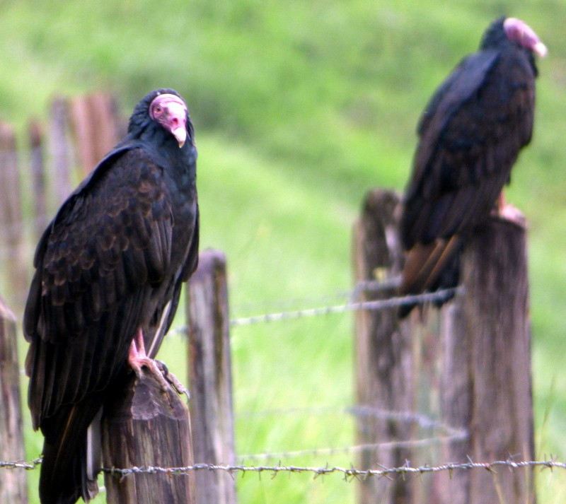 Turkey Vulture - Bill Fox
