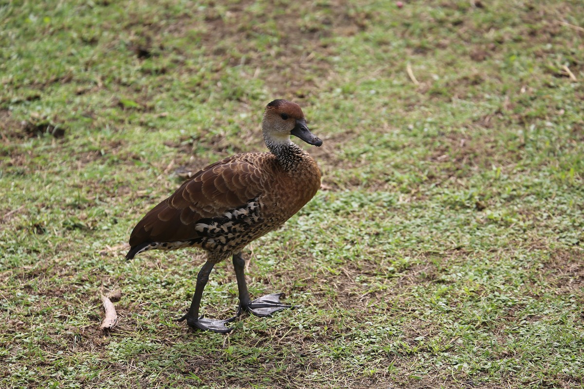 West Indian Whistling-Duck - ML122021981