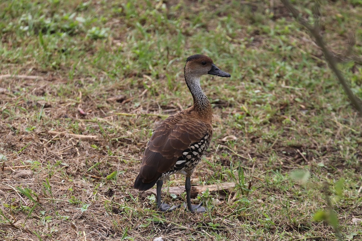 West Indian Whistling-Duck - ML122022231
