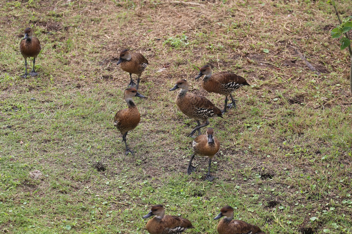 West Indian Whistling-Duck - ML122023281