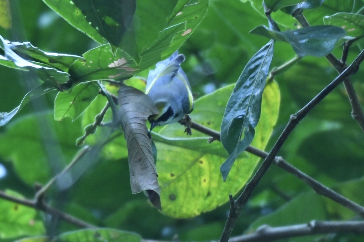 Golden-winged Warbler - William Orellana (Beaks and Peaks)