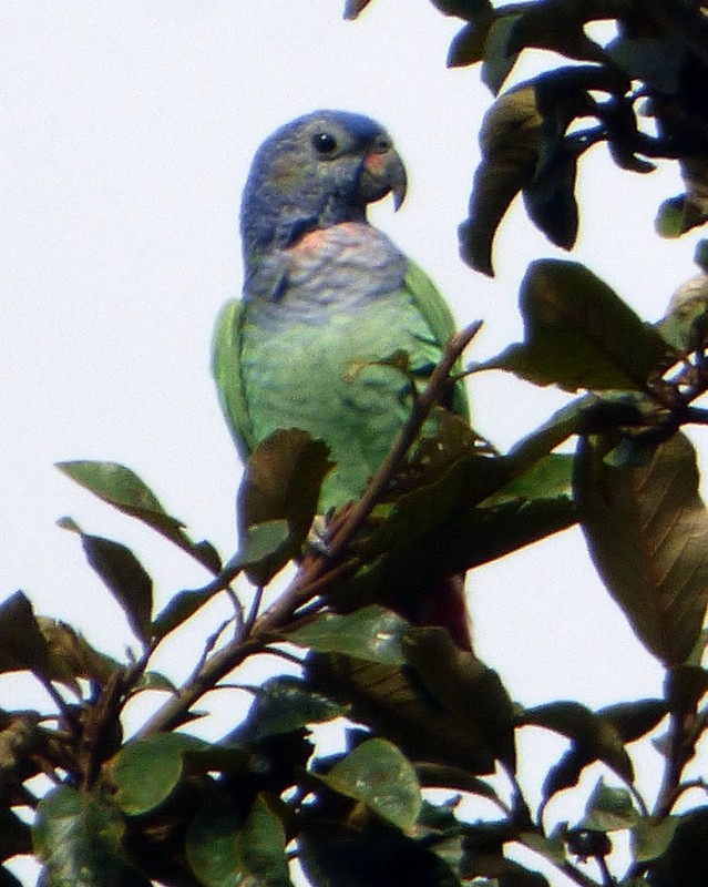 Blue-headed Parrot - Bill Fox
