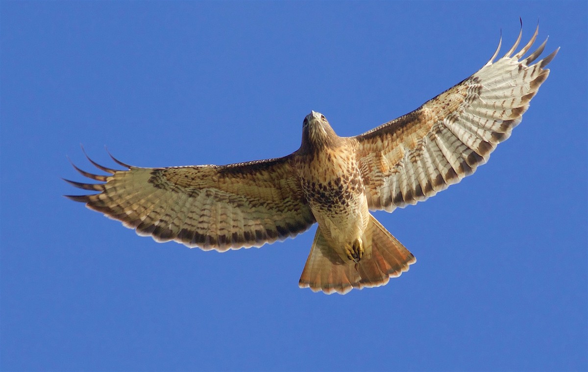 Red-tailed Hawk - ML122026831