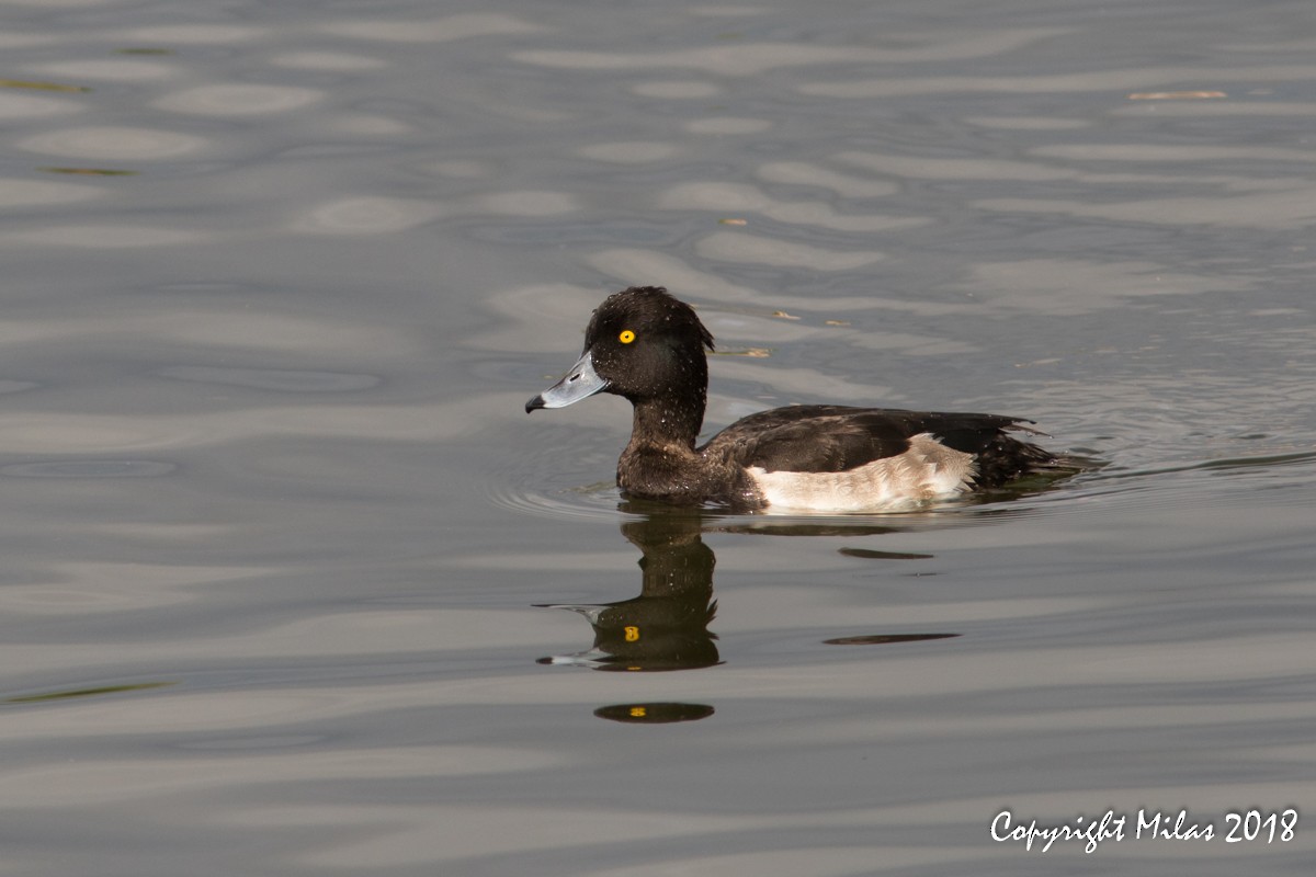 Tufted Duck - ML122028471