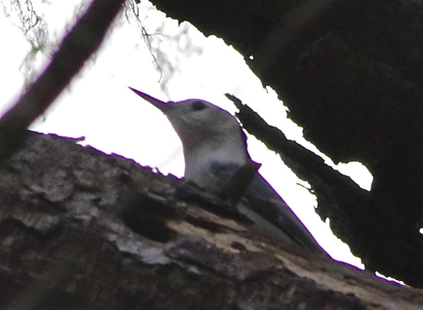 White-breasted Nuthatch (Pacific) - Don Roberson