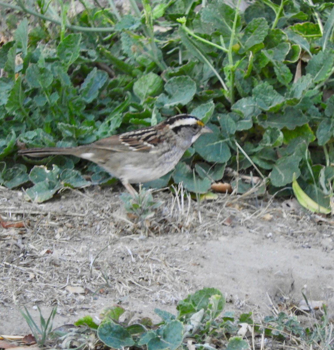 White-throated Sparrow - Joan Lentz