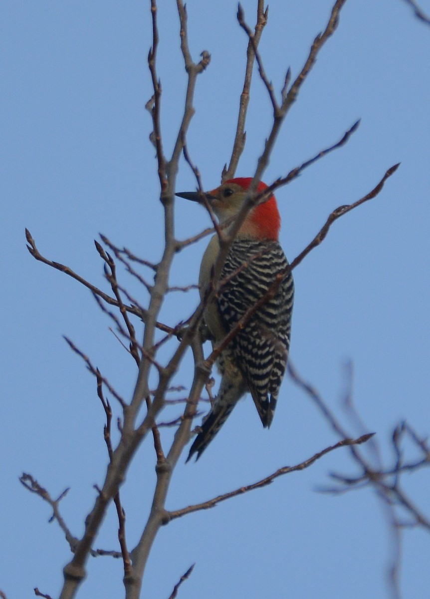 Red-bellied Woodpecker - ML122034961