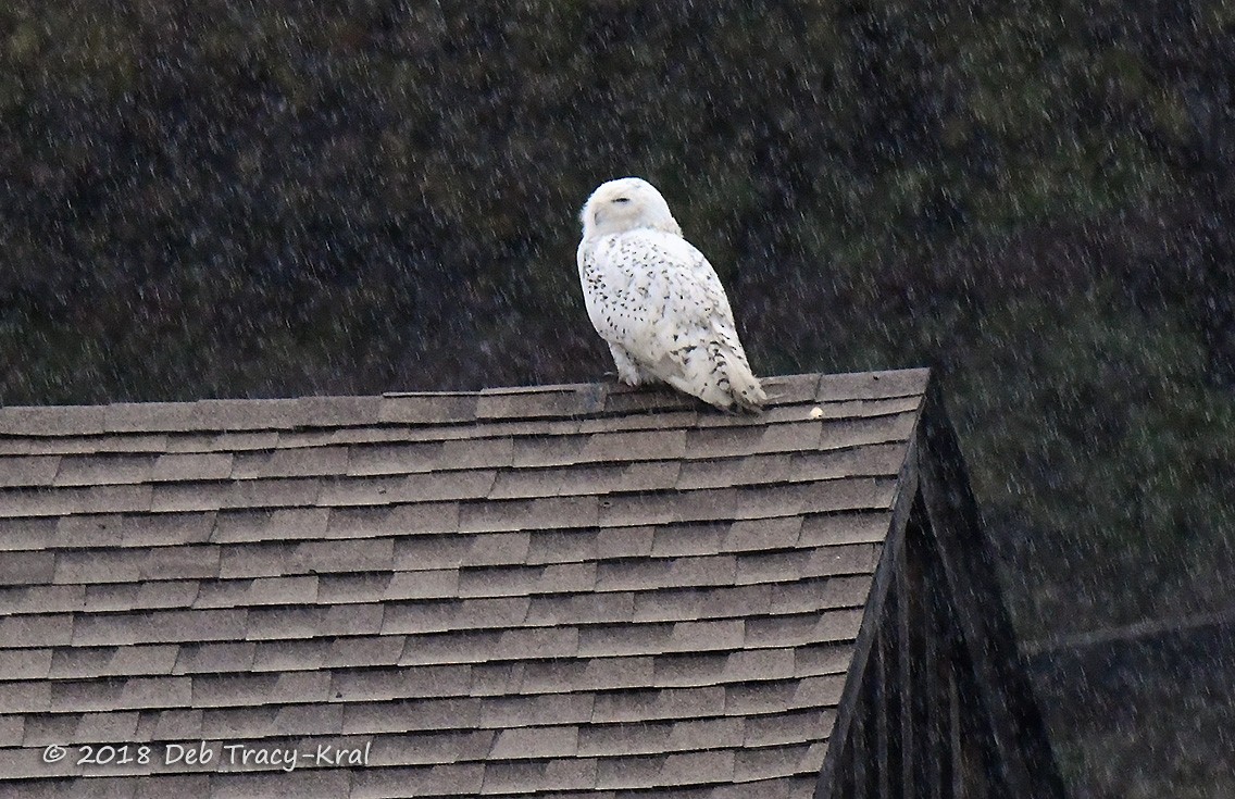 Snowy Owl - ML122035421