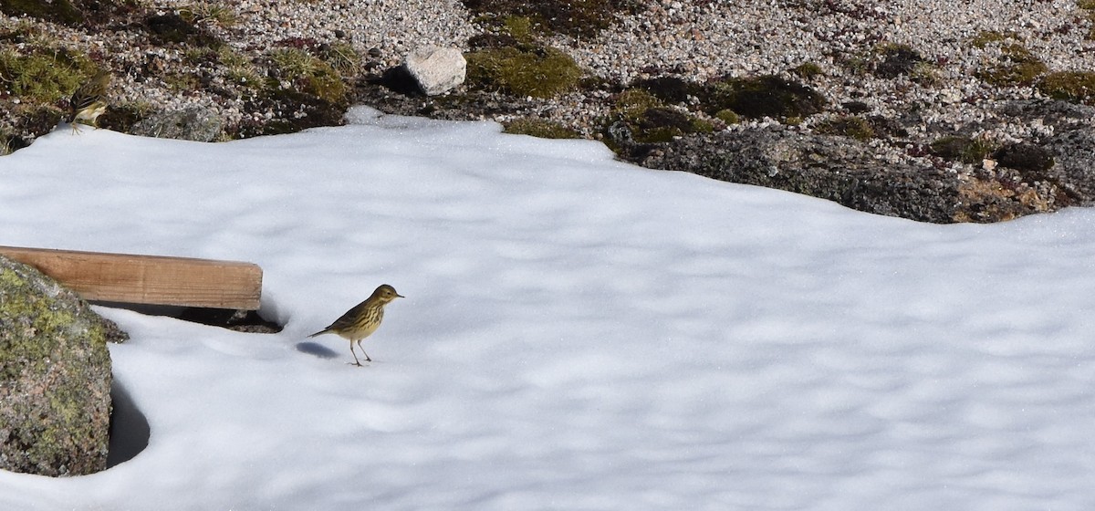 Meadow Pipit - ML122036151