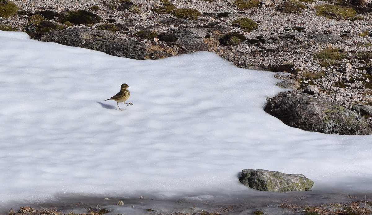 Meadow Pipit - ML122036171