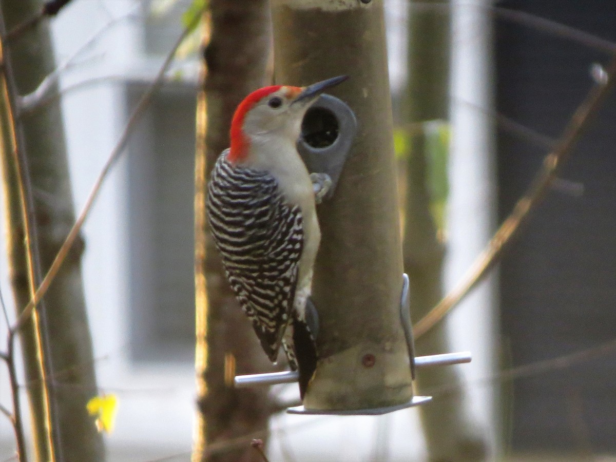 Red-bellied Woodpecker - ML122044731