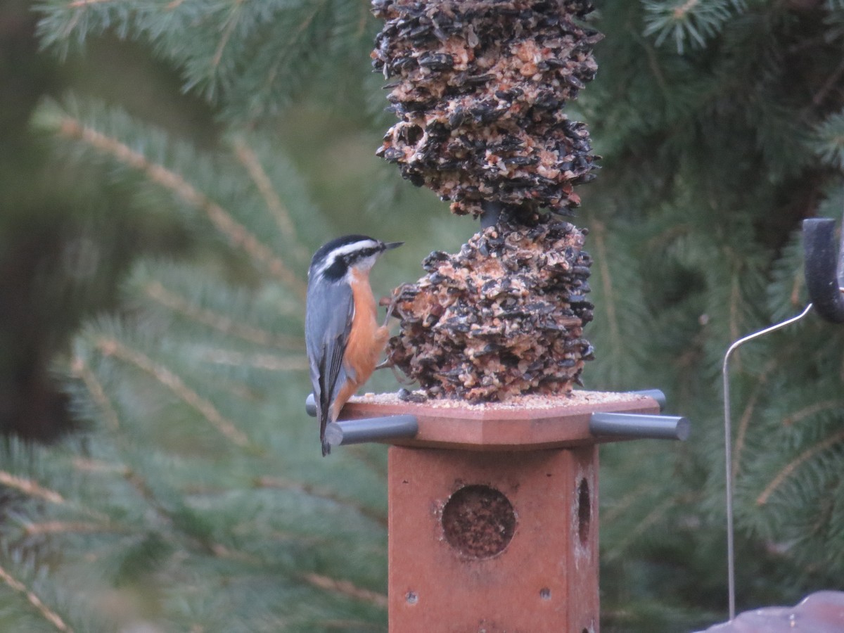 Red-breasted Nuthatch - ML122048561