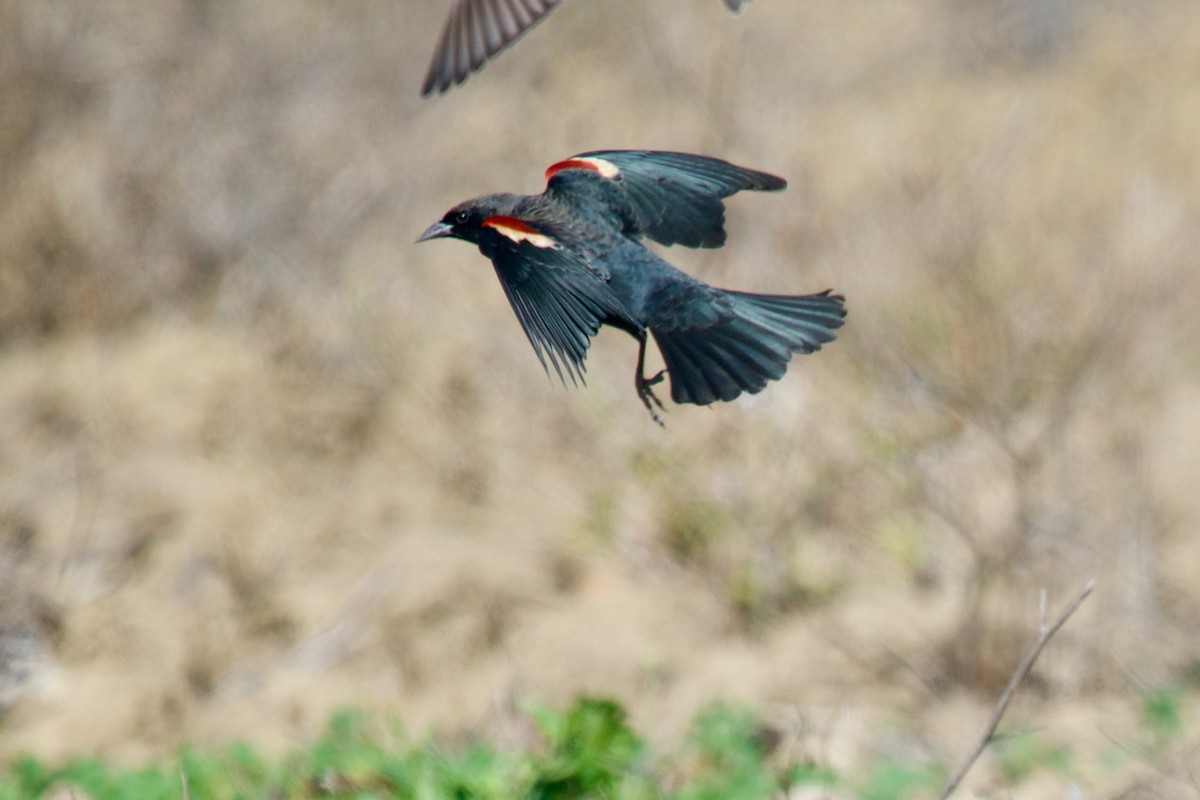 Red-winged Blackbird - Steven Hunter