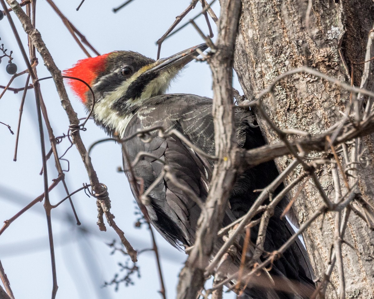 Pileated Woodpecker - Michael Foster