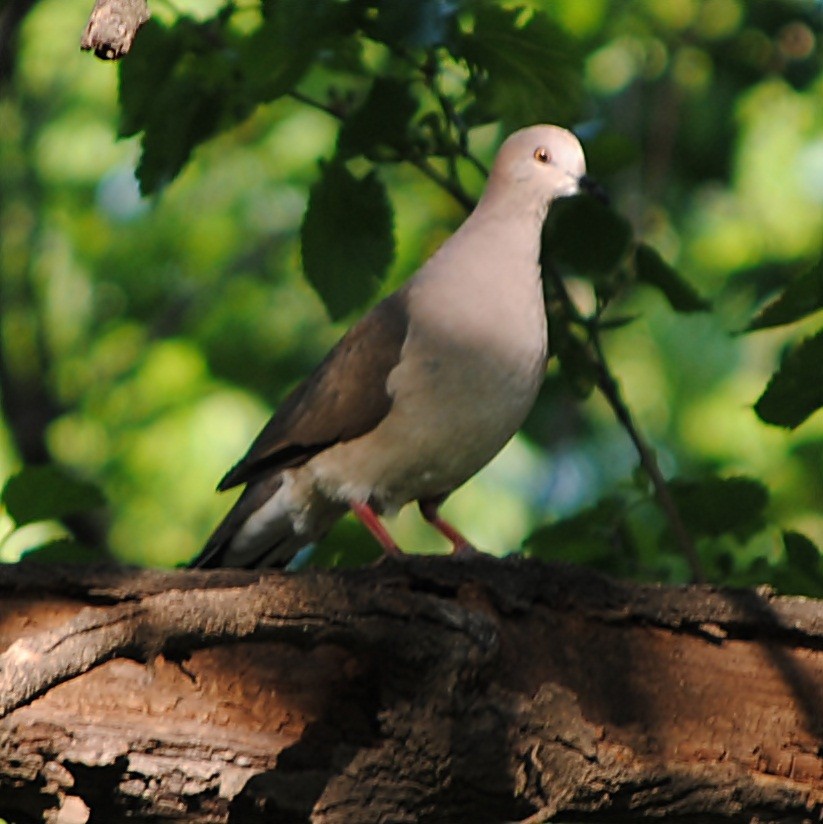 White-tipped Dove - andres ebel