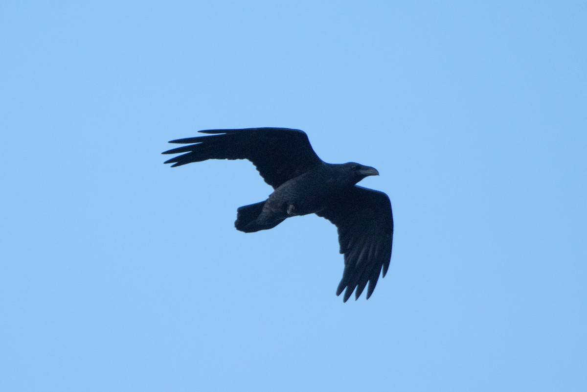 Common Raven - Conor Scotland