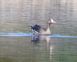 Greater White-fronted Goose, ML122057751