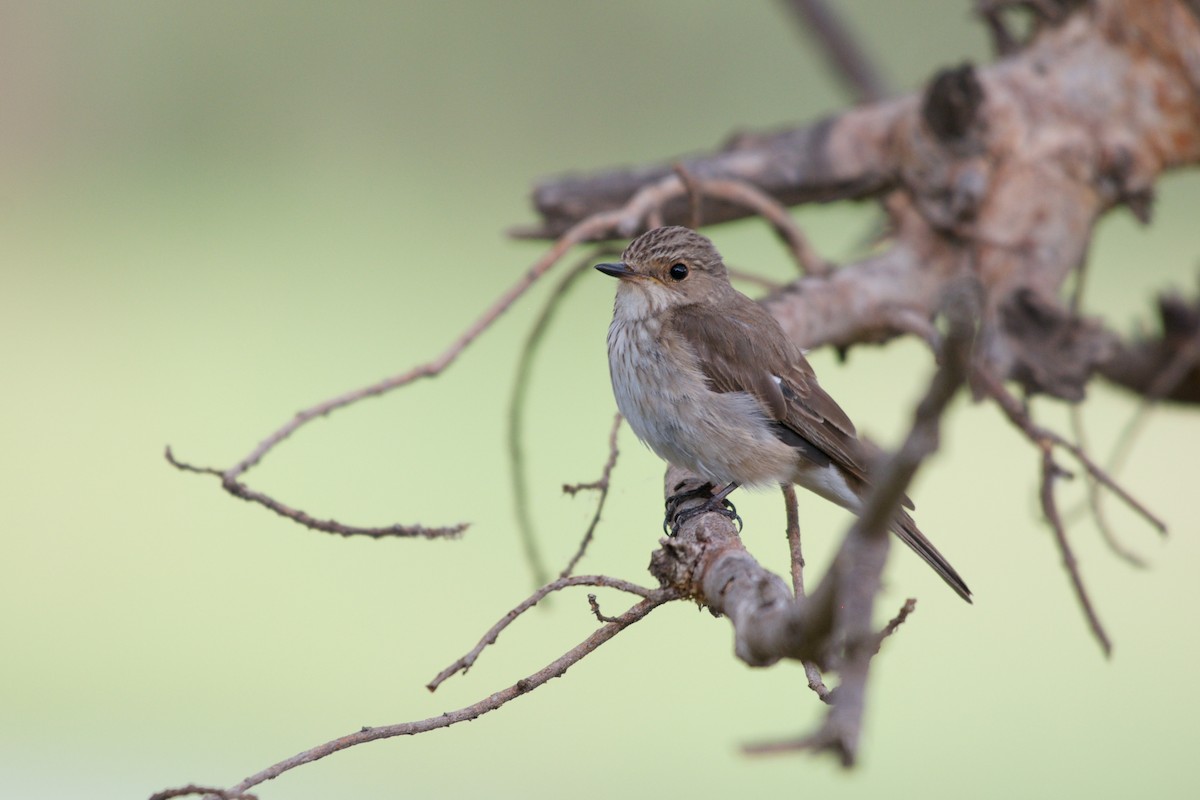 Spotted Flycatcher (Spotted) - ML122062281