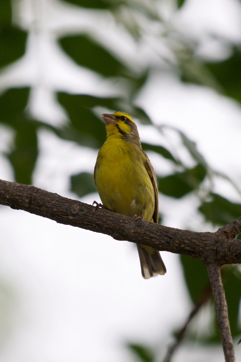 Yellow-fronted Canary - ML122062981