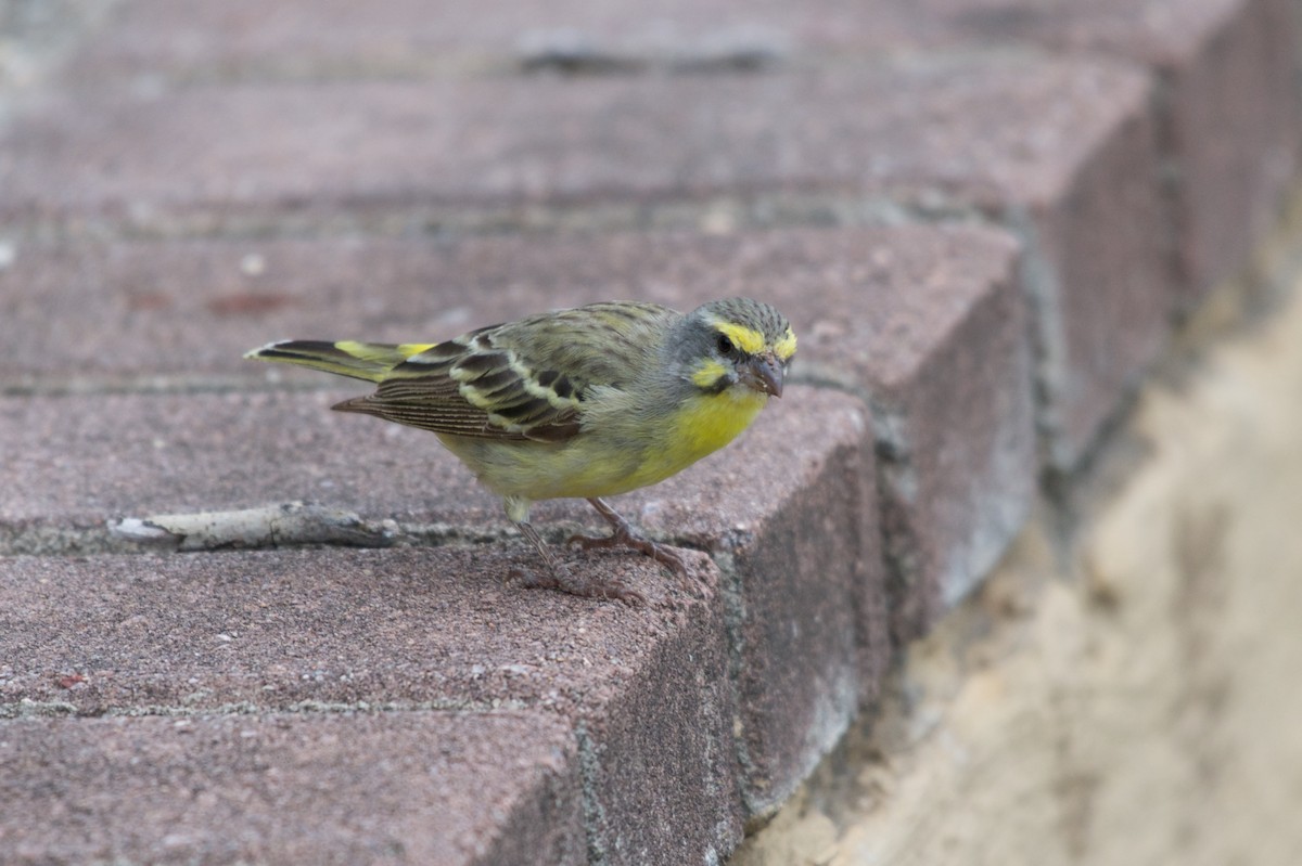 Yellow-fronted Canary - ML122063061