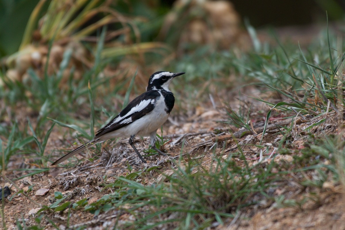 African Pied Wagtail - ML122063151