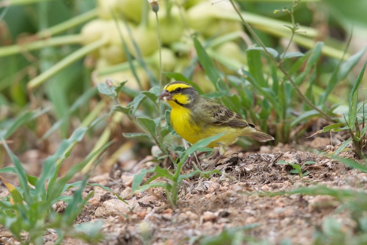 Yellow-fronted Canary - ML122063171