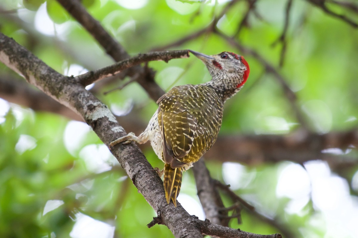 Golden-tailed Woodpecker - ML122063361