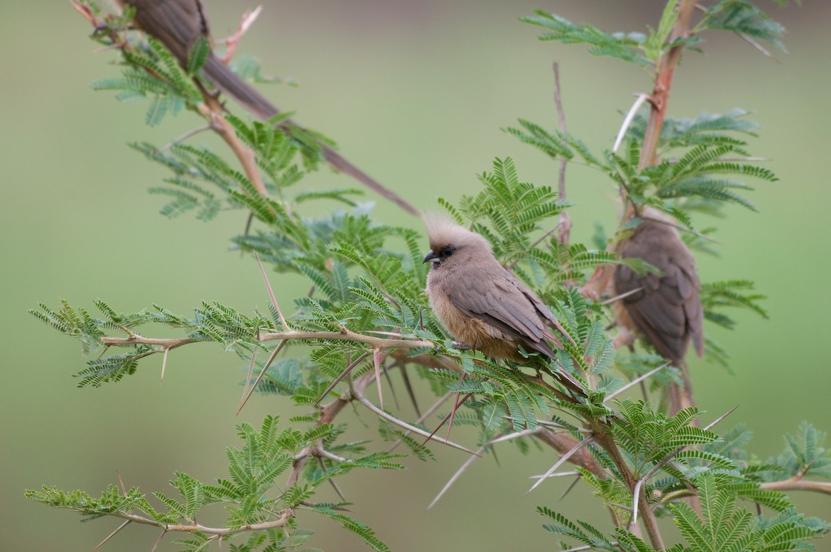 Speckled Mousebird - ML122064011