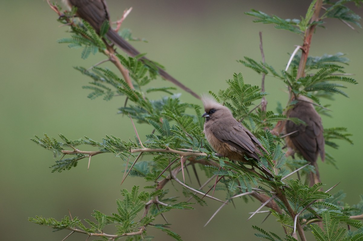 Speckled Mousebird - ML122064031