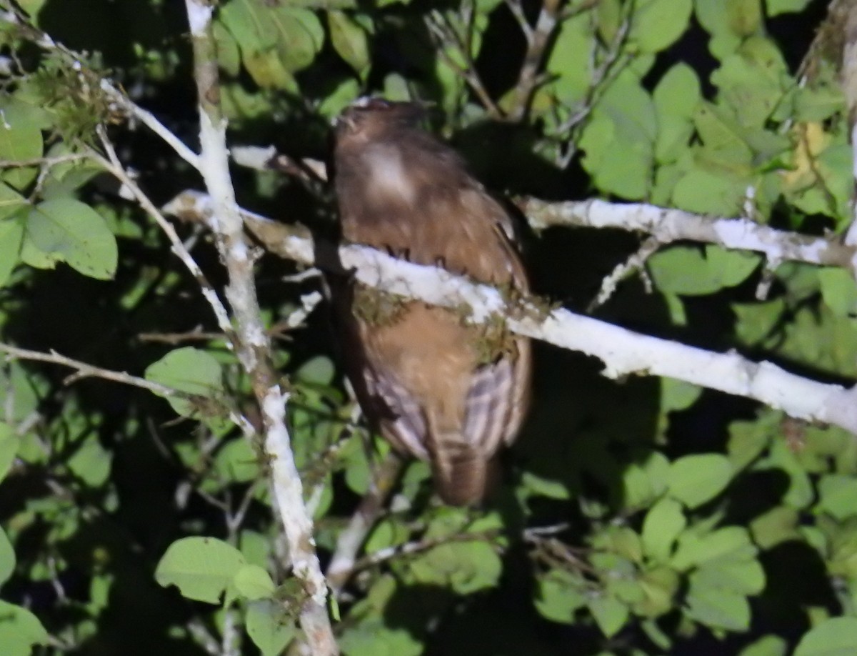 Crested Owl - ML122072221