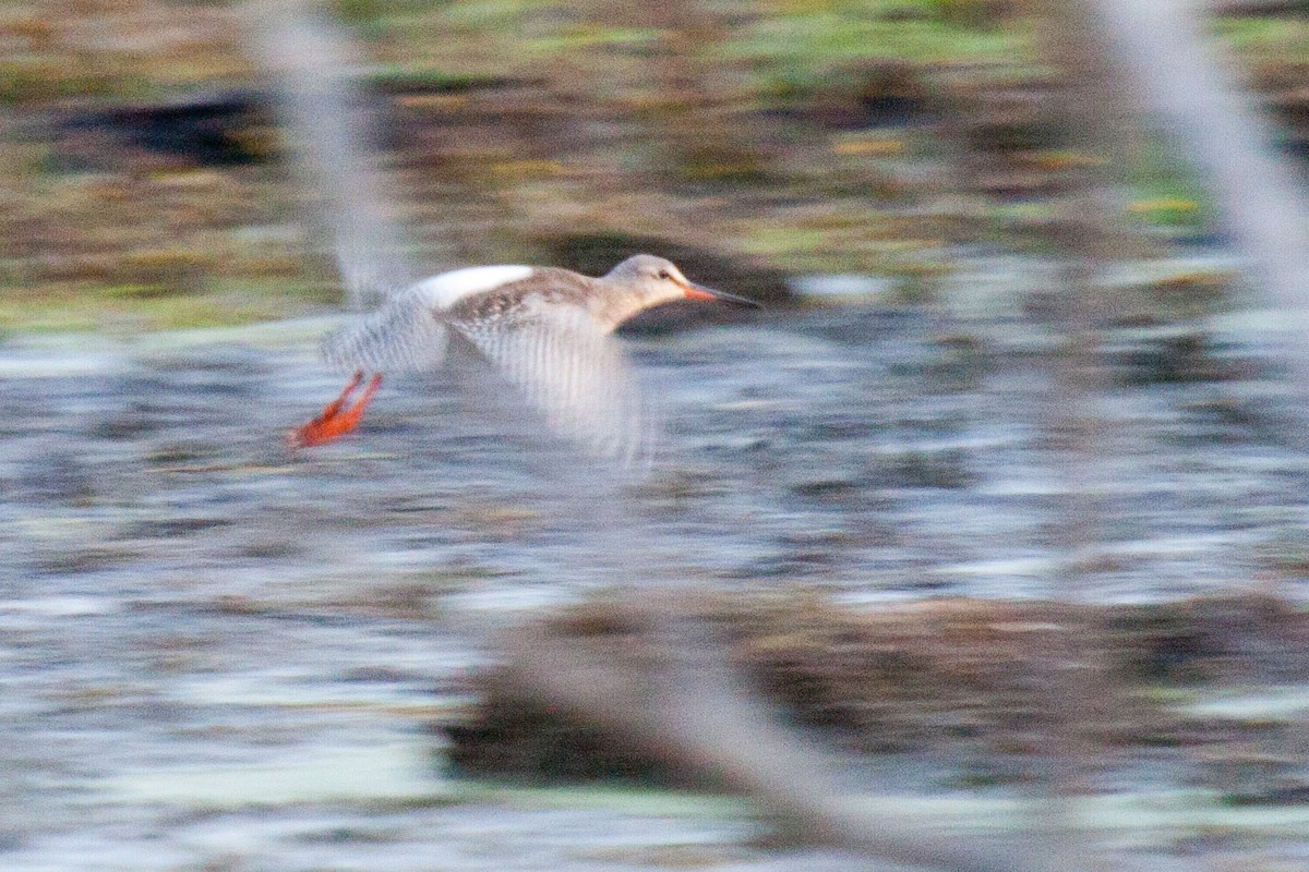 Spotted Redshank - Sue Wright