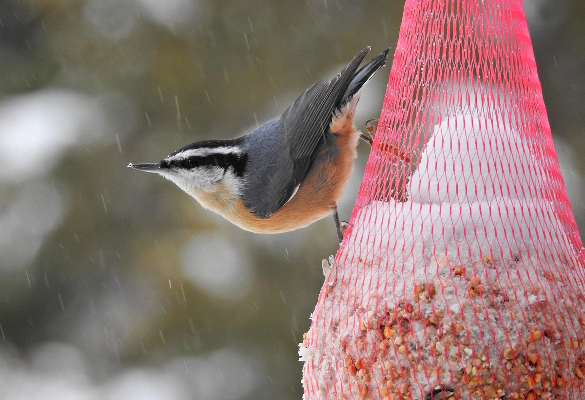 Red-breasted Nuthatch - Jean Crépeau