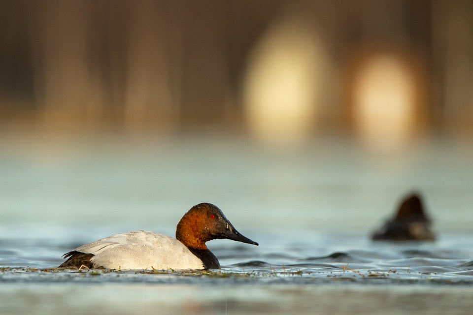 Canvasback - Eric Youngblood