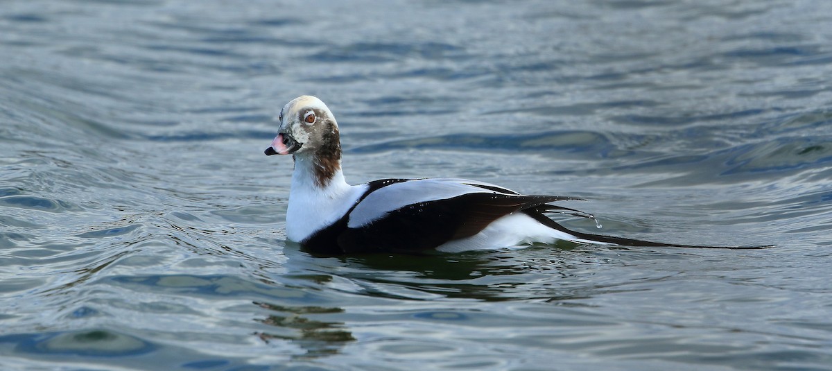 Long-tailed Duck - Serge Rivard