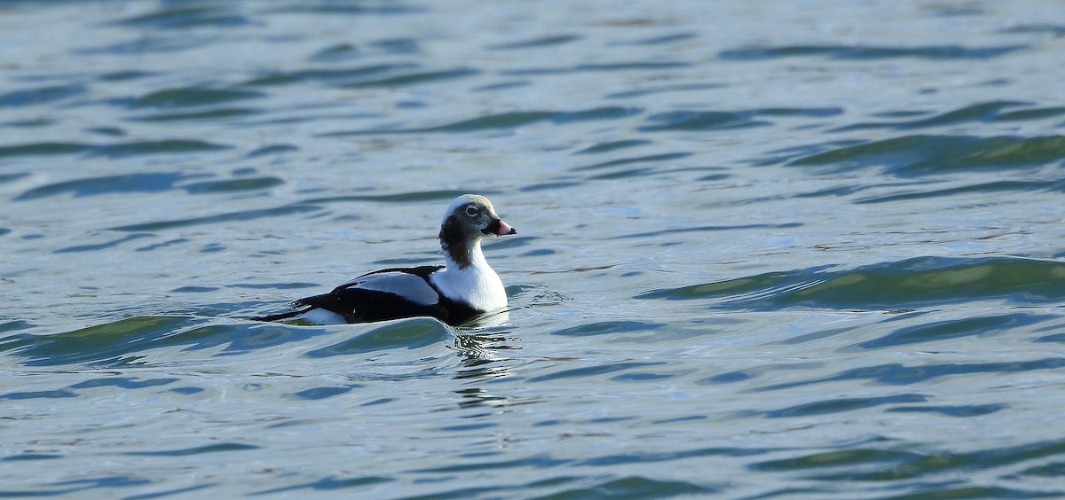 Long-tailed Duck - ML122075761
