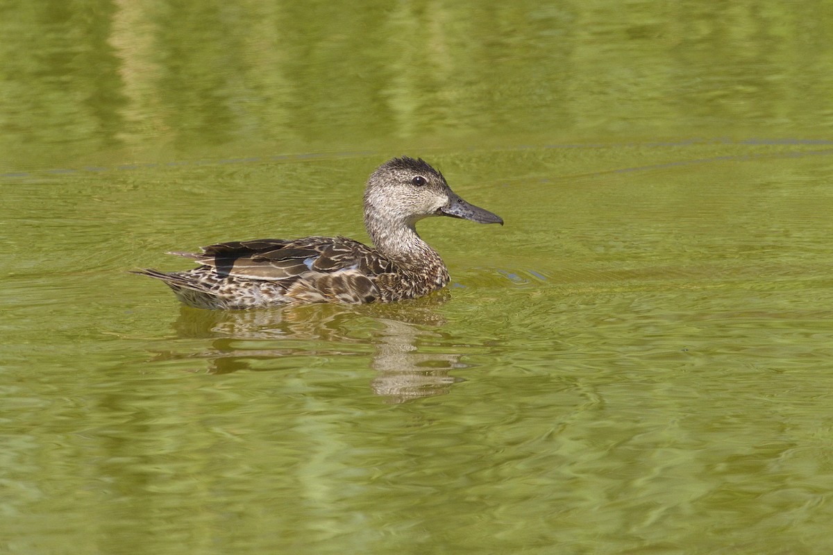 Blue-winged Teal - ML122076081
