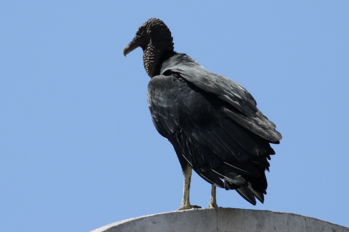 Black Vulture - Arnold Skei